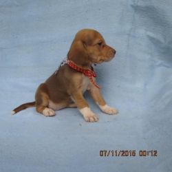 Dottie small beagle