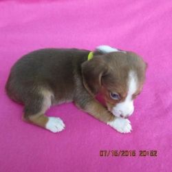 Jen small size beagle