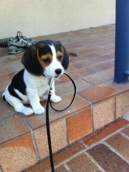 Lovely Beagle Puppies for Loving family