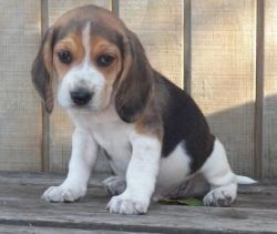 Adorable Dna Tested Beagle Puppies Ready For Sale