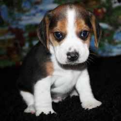 Fantastic Beagle Puppies Available Now