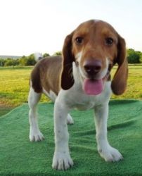Beagle Puppies that would make your family happier