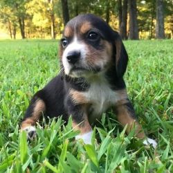 Trdgfg Beagle Puppies For Sale