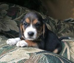 Cvgfdgf Beagle Puppies For Sale