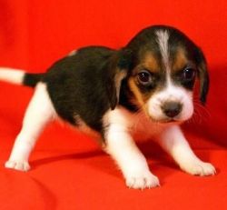 Jhgjgh Beagle Puppies For Sale