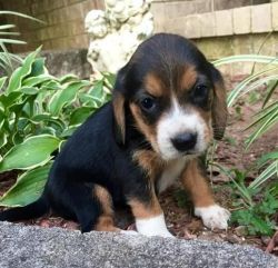 Kjgkhk Beagle Puppies For Sale