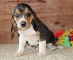 We had a litter of Beagle Puppies