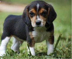 Registered Beagle Puppies For Re-homing
