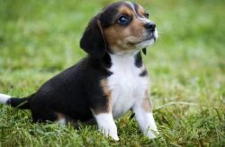 Seeking A Good Home For My Beagle Puppies