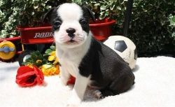 Lovely Pure Breed Boston Terrier Puppies