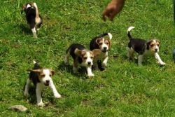 Gorgeous Beagle puppies Left!