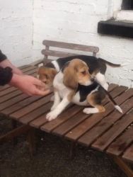 Beagle puppies, tri coloured great family pets