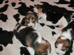 Lovely Beagle Puppies For Sale!