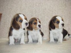 Beagle Puppies Ready