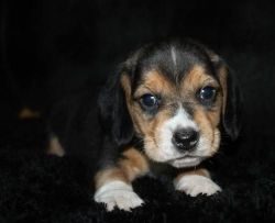 Mini Beagle puppies for sale