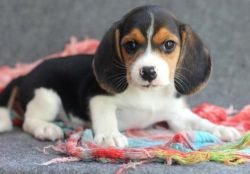 Beagle pups available for good and lovely homes