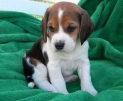 Lovely Beagle puppies