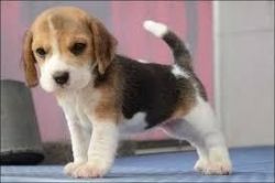 Wonderful beagle puppy for xmass