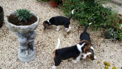 Beautifully Raised Beagle puppies