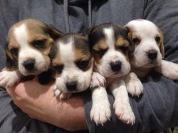 Kelly Beagle puppies Now