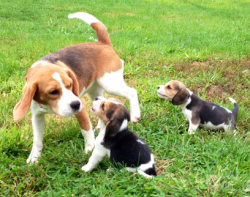 Akc Beagle Puppies