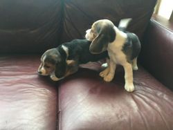 Well trained Beagle Puppies.