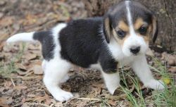 Lovely tricolor beagle pups now available