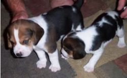 Beagle Puppies To Great Home Only