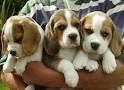Quality Beagle puppies for sale