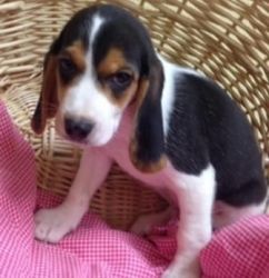 Meet Akc Registered Beagle Puppies