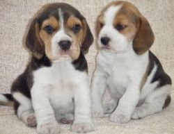 Well Socialized Beagle Puppies