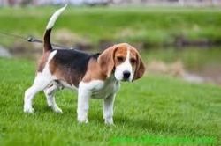 Beagle puppies for sale at xxx-xxx-93O7