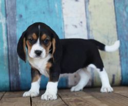 Akc Beagle Puppies For Sale.