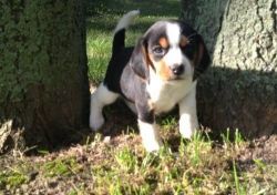 Beagle Puppies For Sale $500