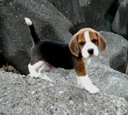 Beagle Puppies Now Available To Go