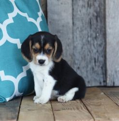Sweet Beagle Puppies For Sale.