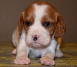 Gentle Beagle Puppies for good home