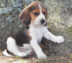 Beagle puppies