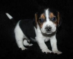Adorable beagle puppies for goos homes