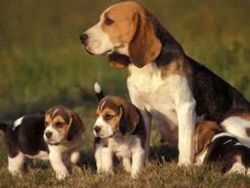 Beagle Puppies Availble for Good Homes