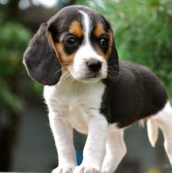 Stunning litter of beagle puppies