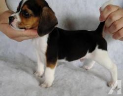 Pure Beagles Puppies For Sale