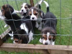 Cute Beagles puppies