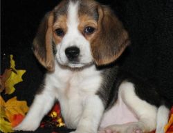 Beagle Puppies for free adoption
