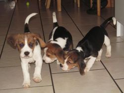 Male And Female Beagle Puppies For Adoption