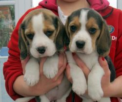 Energetic Beagle puppies