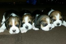 Stunning Beagle Puppies