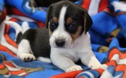 wonderful beagle pups for sale