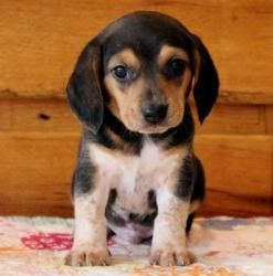 Purebred Beagle Puppies!text xxxxxxxxxx