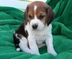Beagle Puppies available now